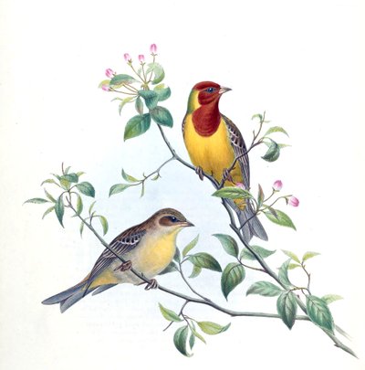 Emberiza bruniceps by Kersti Nebelsiek